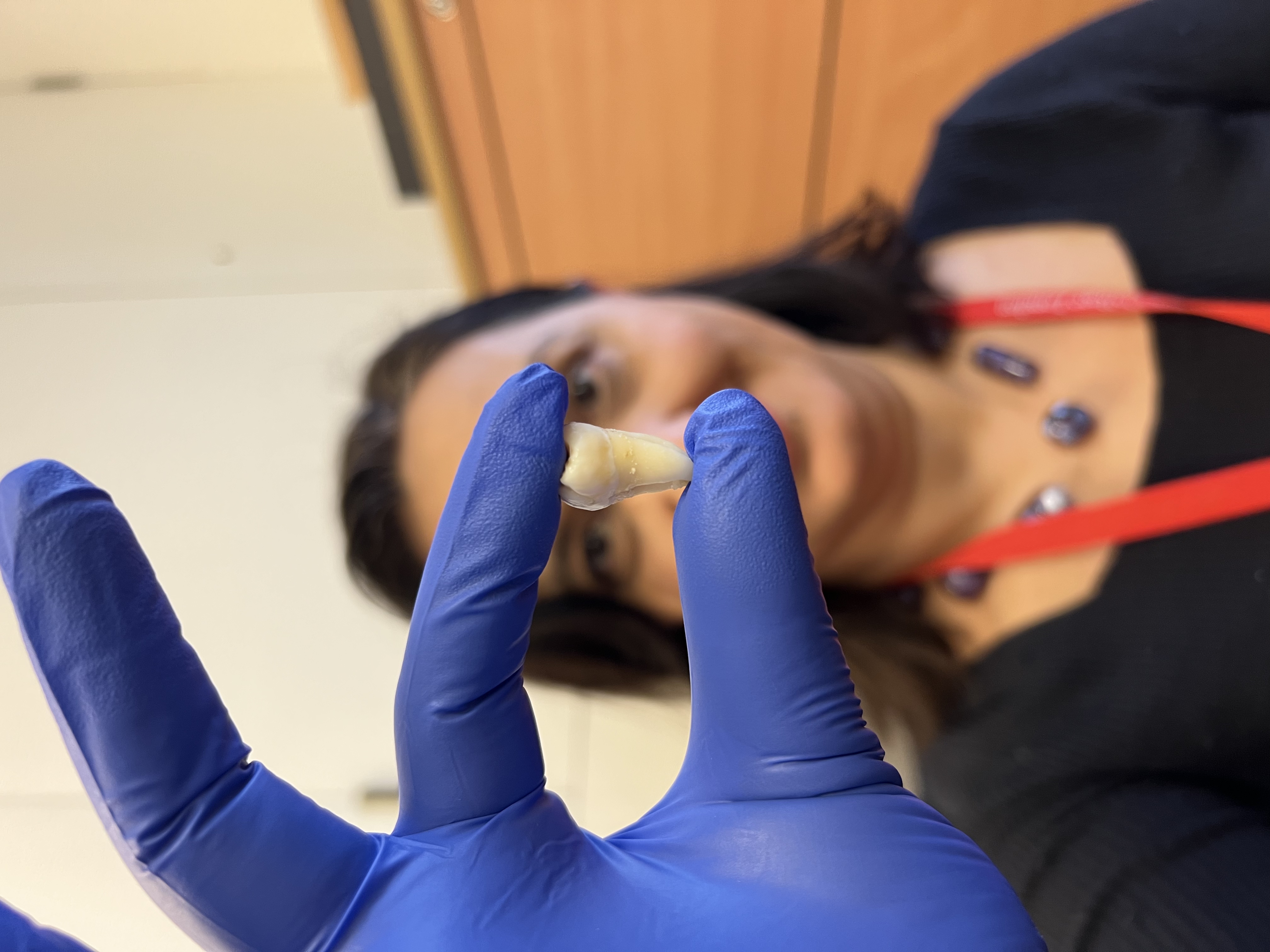 Woman holding a tooth